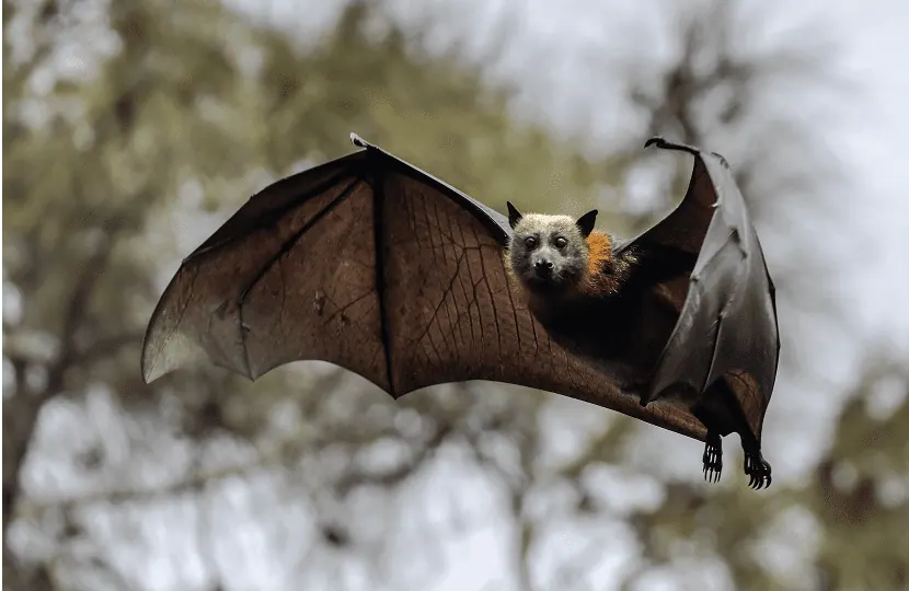 Bat in flight at dusk