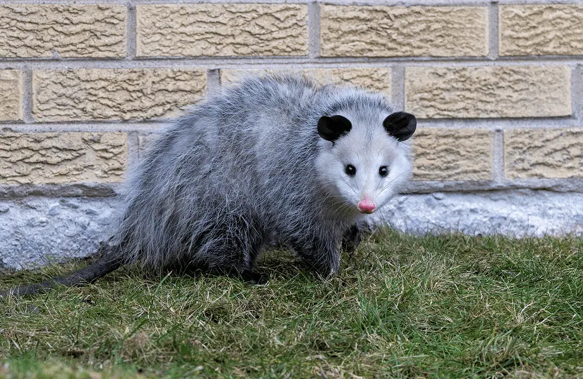 Gray opossum on a lawn