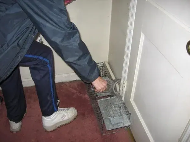 A technician setting a cage trap