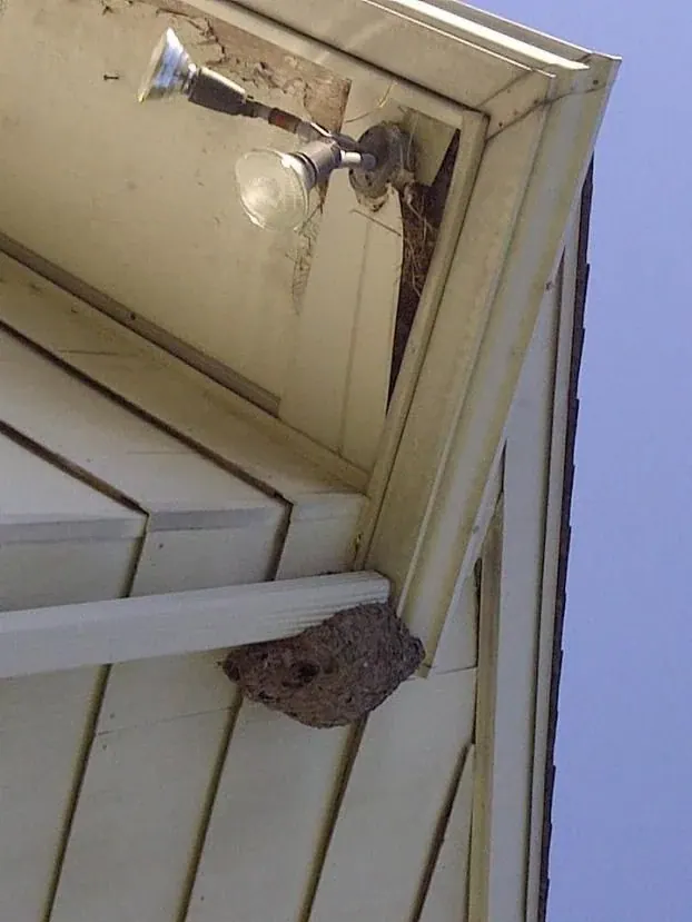 Wasp nest under the eaves of a house