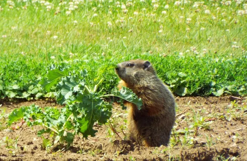Groundhog eating in garden