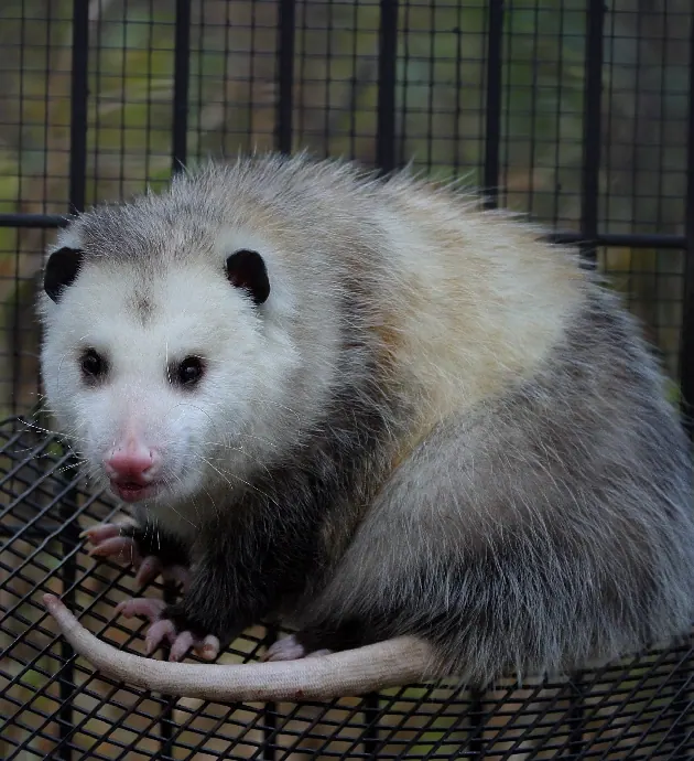 Opossum sitting in a cage trap