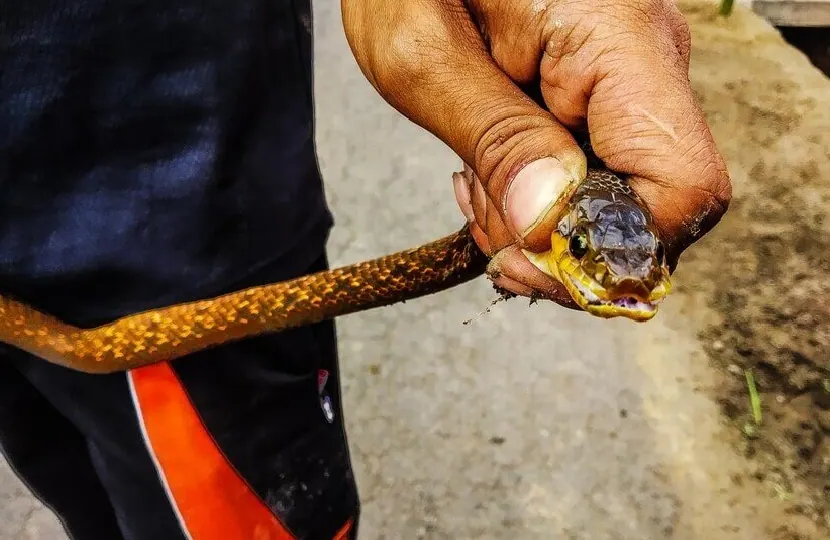 Hand holding a snake on a road