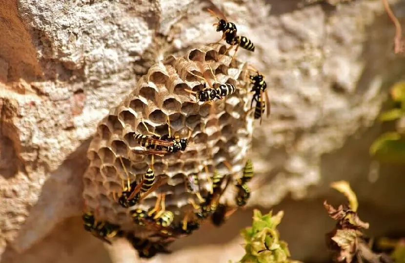Wasps on a paper nest
