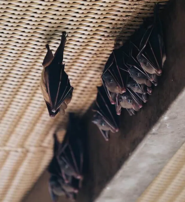 Bats hanging from woven ceiling