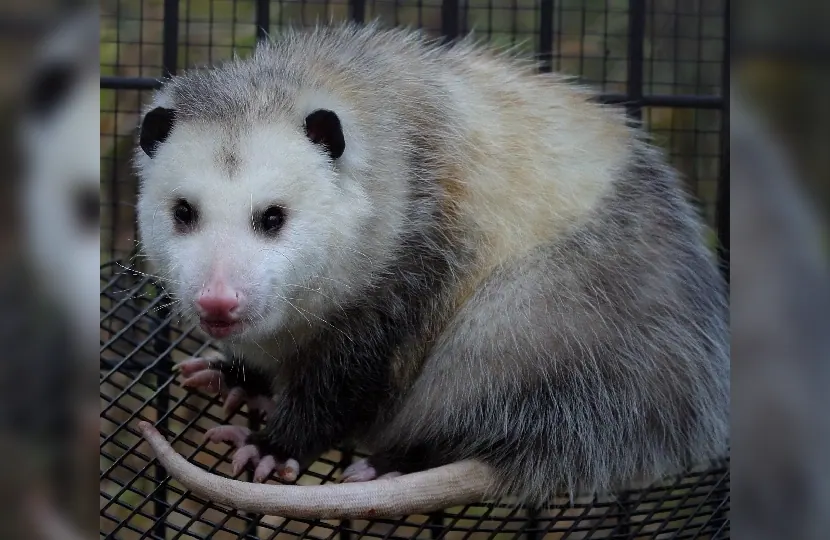 Opossum on a lawn