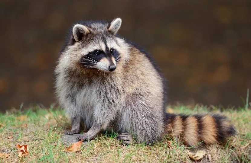 Raccoon looking out from a tree