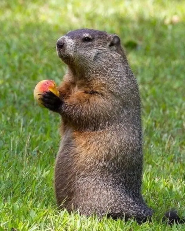 Cute groundhog with fruit