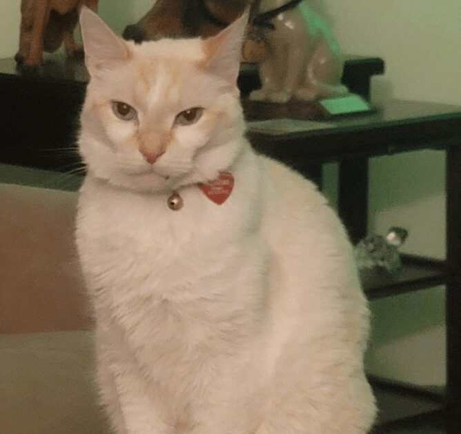 Alert feline looking at the camera