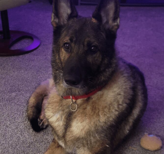 Dog with red collar resting indoors