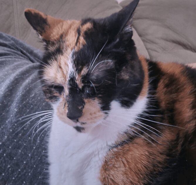 Calico cat resting on a couch