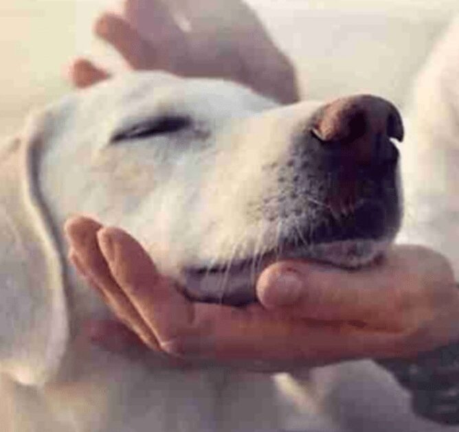 Content dog being petted