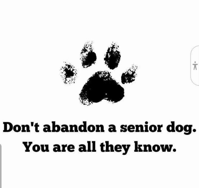 Don't abandon senior dogs, they need love