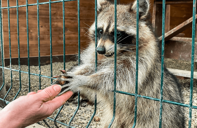 Raccoon interacting with person through fence