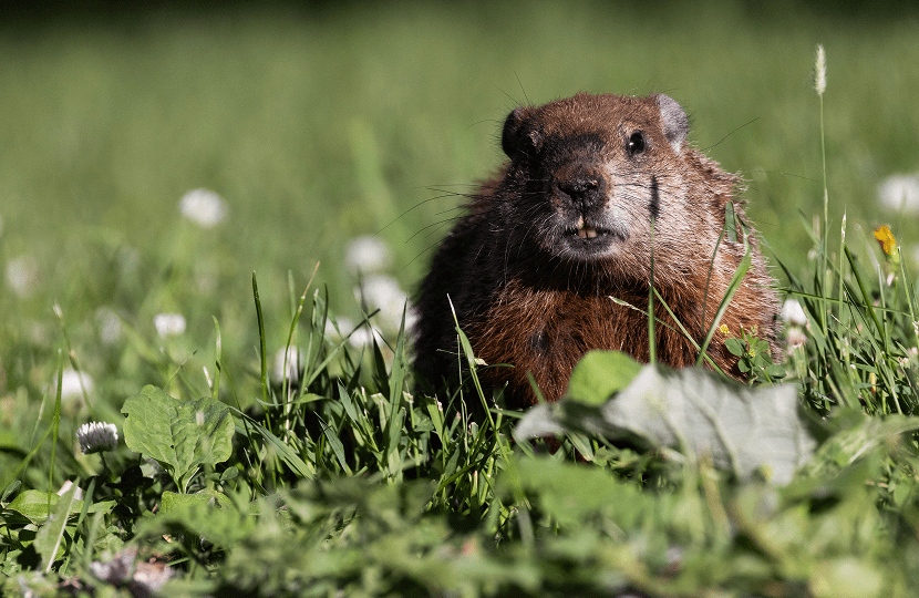 Woodchuck among green leaves