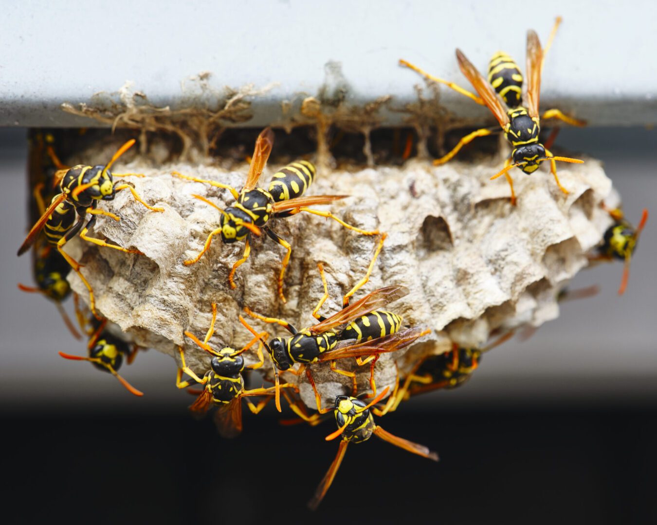 Yellow wasps building nest