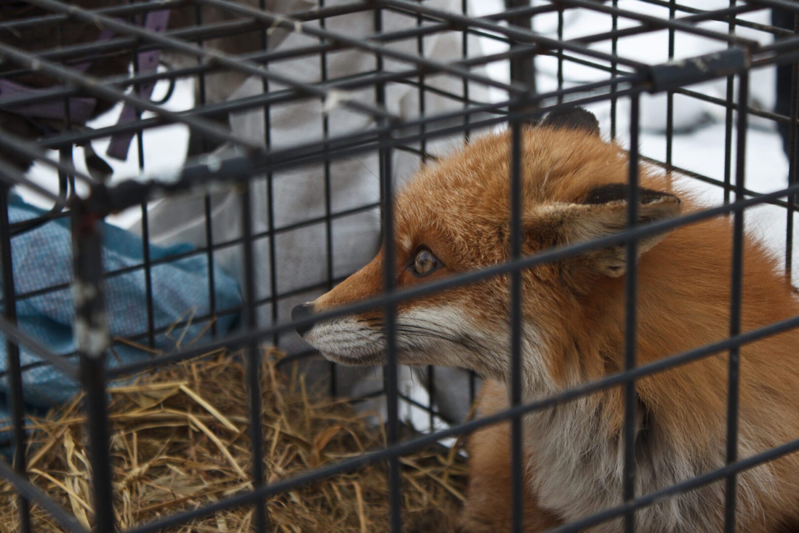 Captive fox on hay bedding