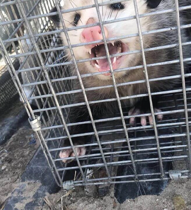 Opossum in a metal cage