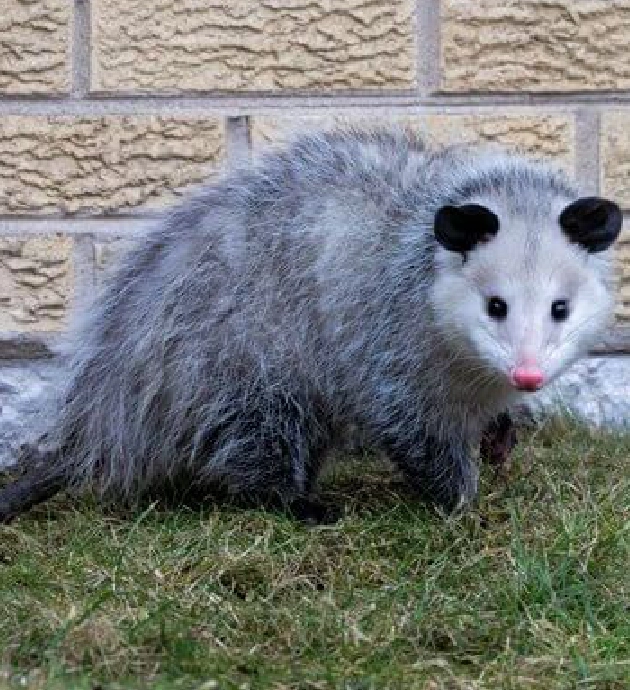 Possum standing on grass near brick wall