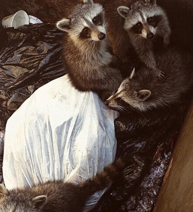 Curious raccoons in garbage