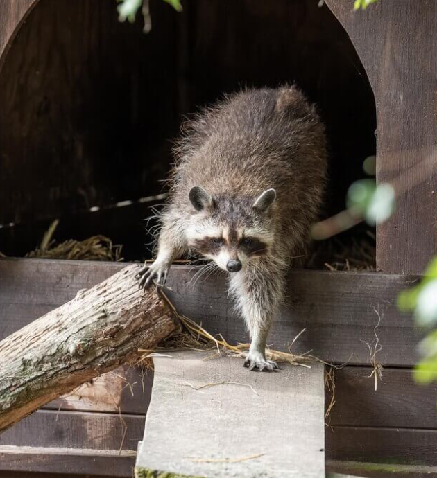 Curious raccoon exploring its surroundings