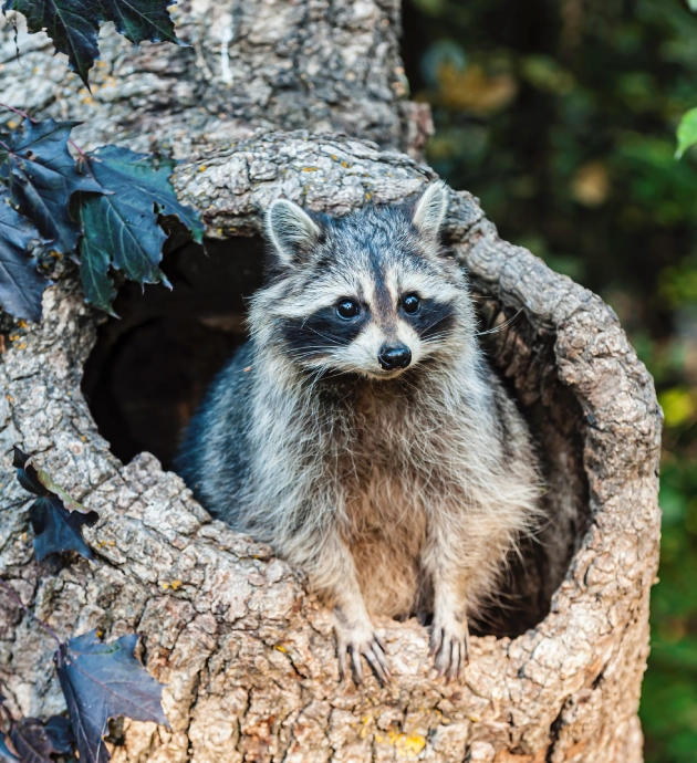 Curious raccoon in tree hole