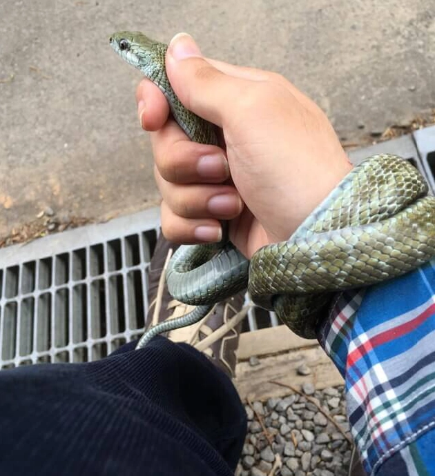 Hand gripping a green snake