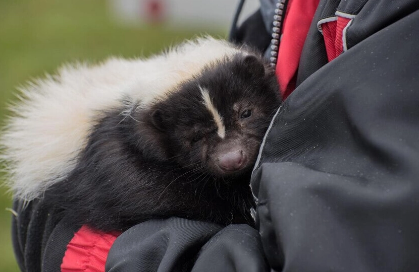 Skunk cuddled in person's arms