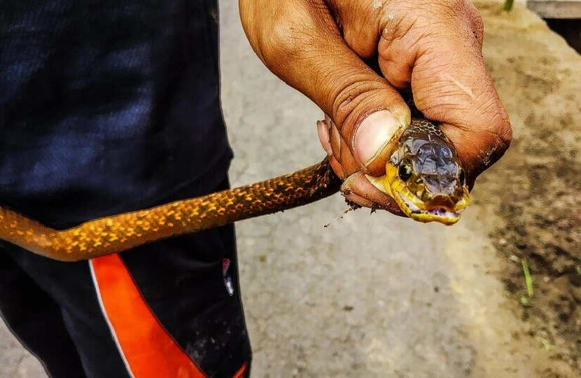 Hand holding a snake on road