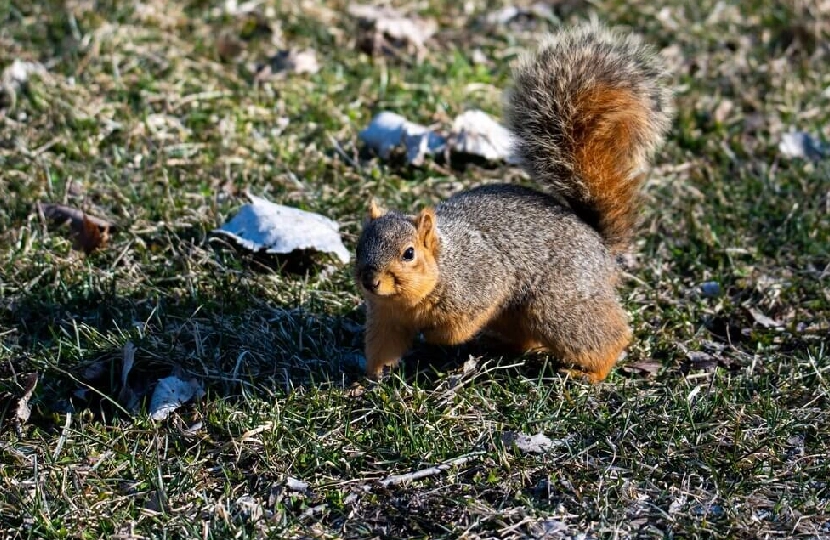 Squirrel on grassy ground with autumn leaves.
