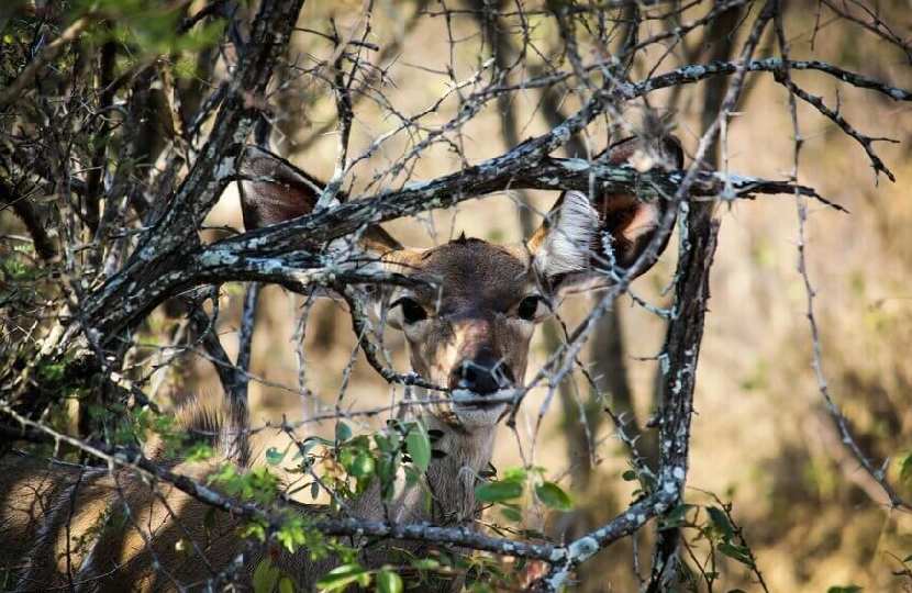 Camouflaged deer in forest