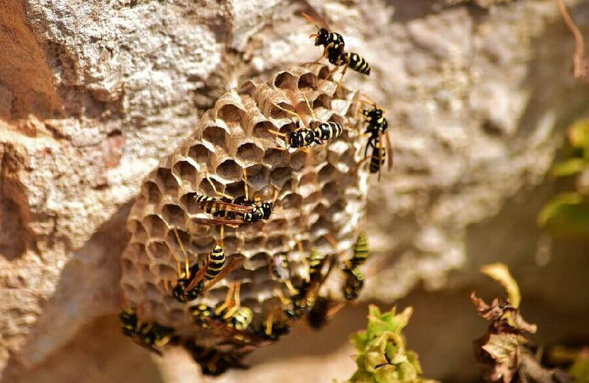 Close-up of wasp nest and insects.