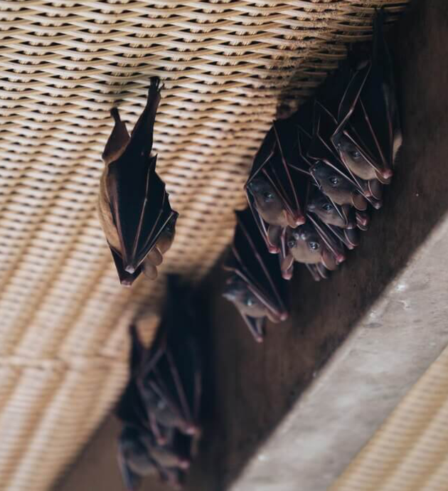 How to Safely Remove Bats from Your Home | Delaware County Animal Control