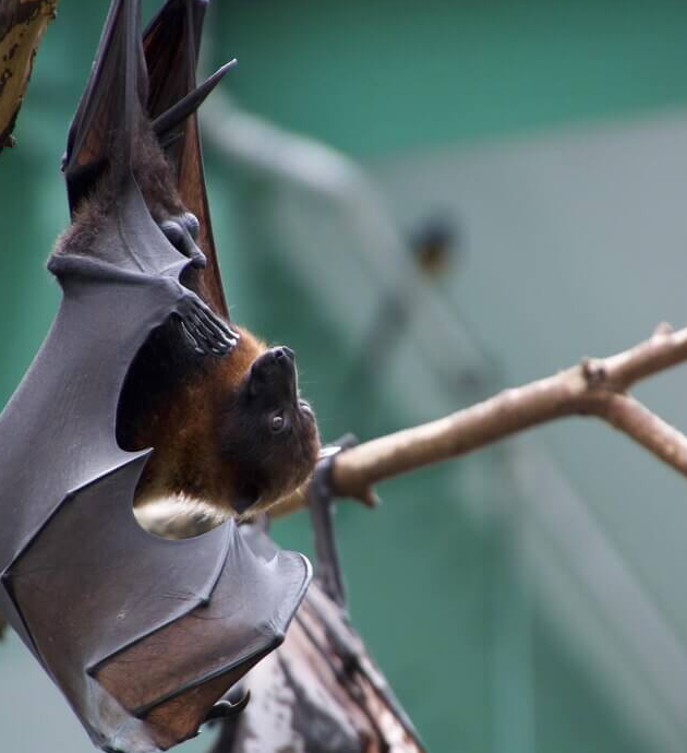 Close-up of bat on tree branch