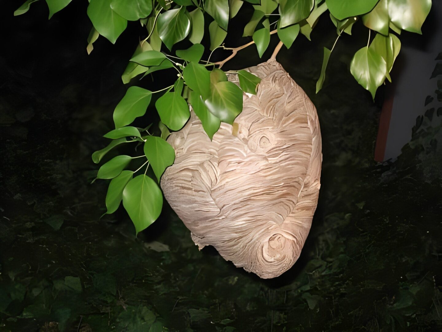Close-up of a paper wasp nest