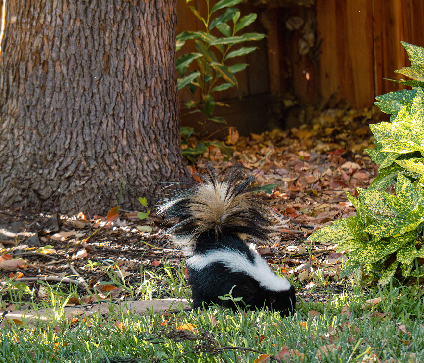 Skunk in a leafy garden area