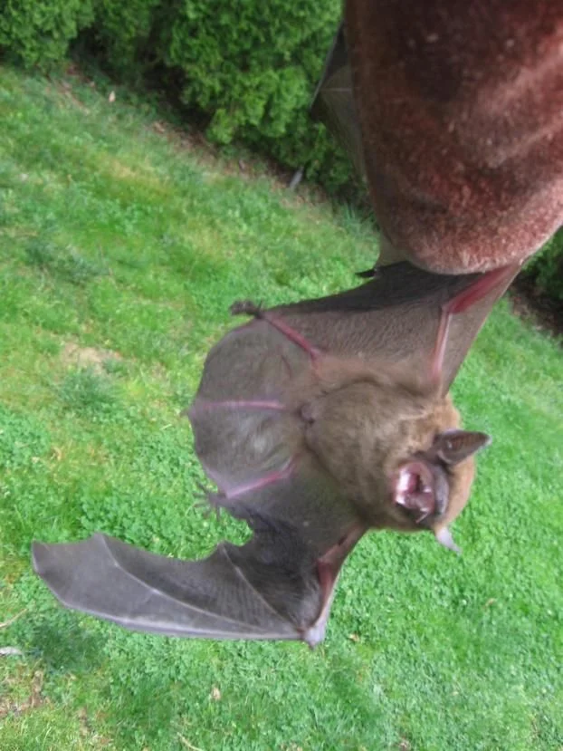 Close-up of bat on green background