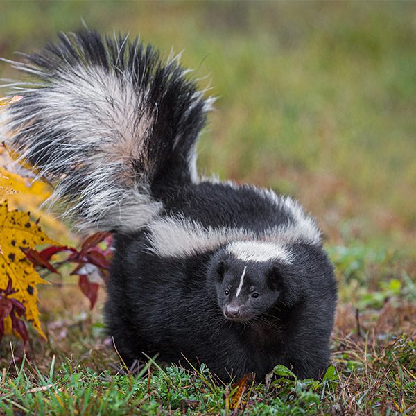 Skunk in a grassy field