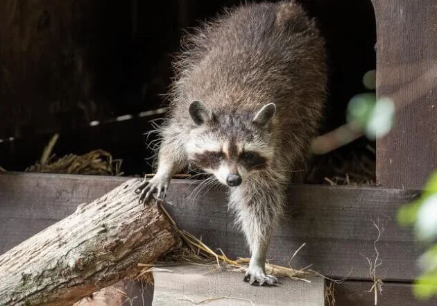 Curious raccoon exploring its surroundings