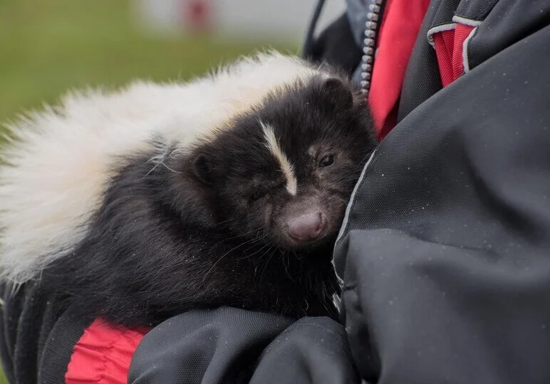 Skunk cuddled in person's arms
