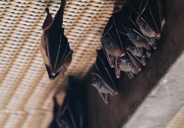 Bats hanging from woven ceiling